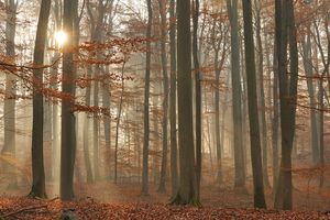 Ein Sonnenstrahl scheint durch den dichten herbstlichen Laubwald. Rötliche Blätter bedecken den Waldboden.